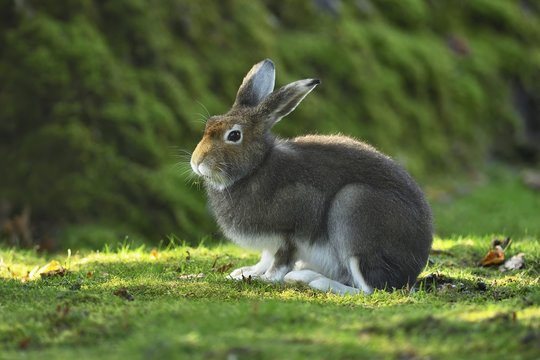 Alpine Hare (Lepus timidus varronis) in coat change, sedentary, canton Schwyz, Switzerland, Europe