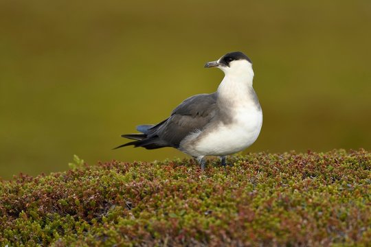Arctic skua (Stercorarius parasiticus), pale morph in tundra standing, adult, Varanger, Finnmark, Norway, Europe