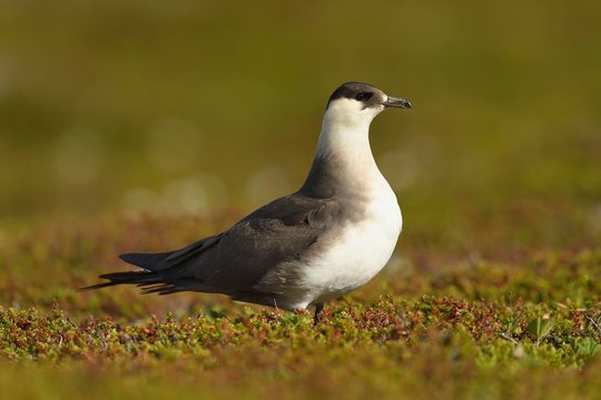 Arctic skua (Stercorarius parasiticus), pale morph in tundra standing, adult, Varanger, Finnmark, Norway, Europe
