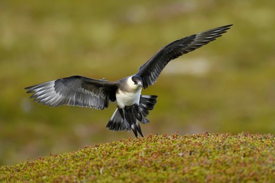 Arctic skua (Stercorarius parasiticus), pale morph in approach, adult, Varanger, Finnmark, Norway, Europe