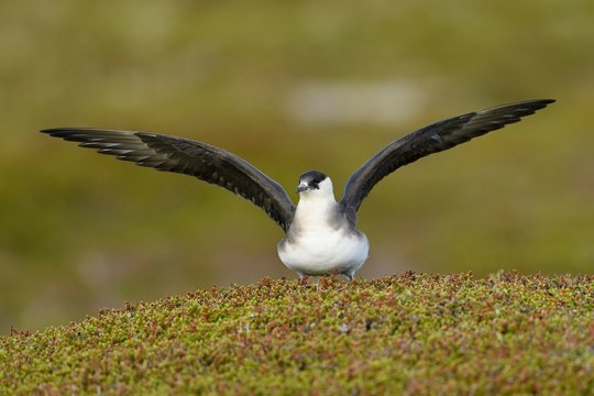 Arctic skua (Stercorarius parasiticus), pale morph in approach, adult, Varanger, Finnmark, Norway, Europe