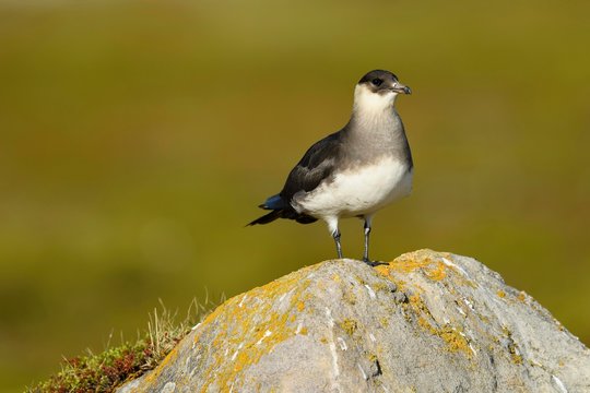Arctic skua (Stercorarius parasiticus), pale morphe standing on rock, adult, Varanger, Finnmark, Norway, Europe