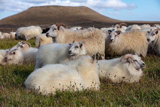 Rettir, traditional sheep herding and sheep splitting, Myvatn, Iceland, Europe