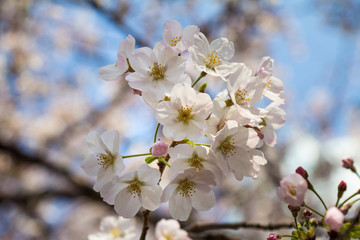 Cherry blossoms in the center of Tokyo, Japan