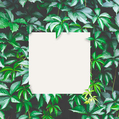 Green leaves background with white paper card for your text; Nature concept