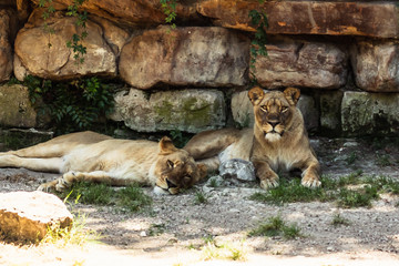 Naklejka na ściany i meble lionesses lounging