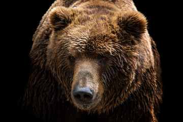 Obraz na płótnie Canvas Front view of brown bear isolated on black background. Portrait of Kamchatka bear (Ursus arctos beringianus)