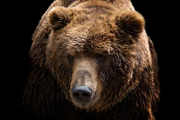 Poster Vooraanzicht van bruine beer geïsoleerd op zwarte achtergrond. Portret van Kamchatka beer (Ursus arctos beringianus) © Lubos Chlubny