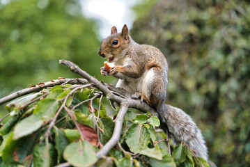 Squirrel on a branch gnaws fruit, St. James Park, London, UK