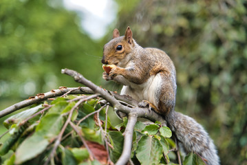 Naklejka na ściany i meble Squirrel on a branch gnaws fruit, London, UK