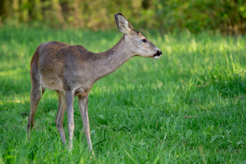 Naklejka na ściany i meble Roe deer, Capreolus capreolus. Wild roe deer in nature.