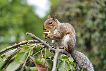 Naklejka na ściany i meble Squirrel chewing fruit on a tree, London, UK