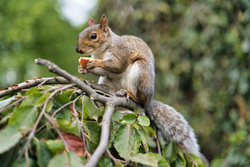 Squirrel chewing fruit on a tree, St. James Park, London, UK