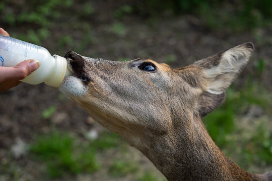 Deer drinks milk from the bottle, (Capreolus capreolus), wildlife rescue.