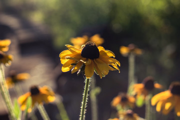 black eyed susan