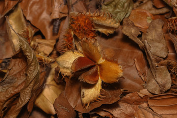Frucht der Rotbuche, Buchecker am Boden, Fagus sylvatica