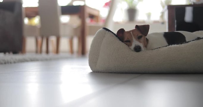 Jack Russel ruht sich aus