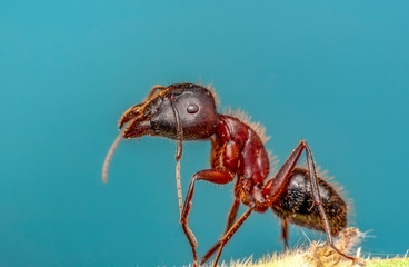 Beautiful Strong jaws of red ant close-up