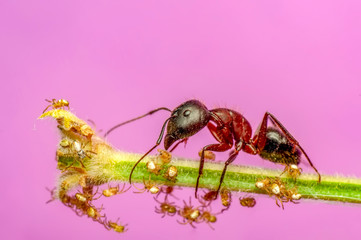 Beautiful Strong jaws of red ant close-up