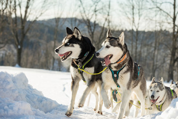 A team of four husky sled dogs running on a snowy wilderness road. Sledding with husky dogs in winter czech countryside. Group of hounds of dogs in a team in winter landscape.