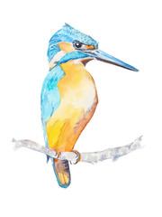 bird kingfisher watercolor