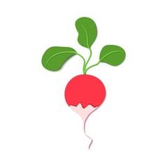 Paper cut style red radish. Vector paper cut design in the form of ripe whole root for design of food packaging, Vector illustration. Paper applique art style root vegitable. Origami concept