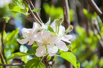 Apple tree flower