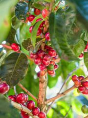 Coffee beans in Costa Rica