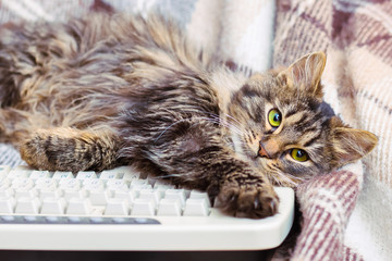 A small striped cat is near the computer keyboard. Avoiding work_