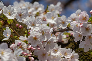 Obraz premium Cherry blossoms in the center of Tokyo, Japan