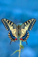 Closeup   beautiful butterfly sitting on flower