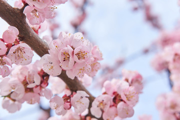 Light pink beautiful blooming tree of sakura on background of sky in spring. Spring concept.