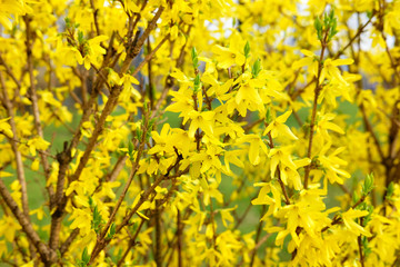 flowering of yellow spring flowers
