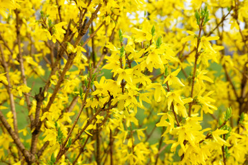 Obraz premium flowering of yellow spring flowers
