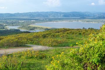 Tree marigold or Mexican flower field in Mae Moh, Lampang, Thailand.