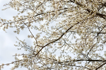 white blooming tree of sakura on background of blue sky at spring