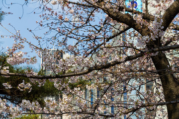 Cherry blossoms in the center of Tokyo, Japan