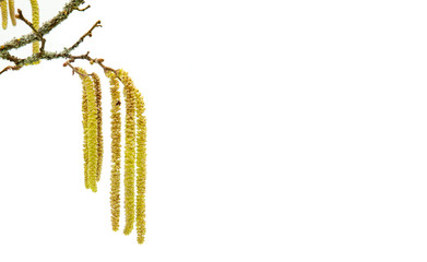 macro view of branch and golden flowers of hazel tree on white background