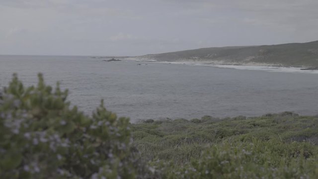 Trees and Ocean on Coastal Headland 