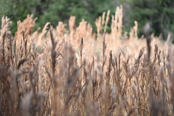 Fototapeta premium Weeds or wheat