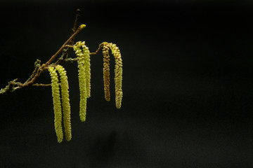 branch and golden flowers of hazel tree on black background