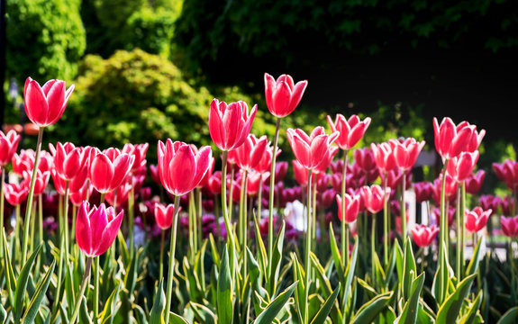 Red tulips on black background in sunny weather_