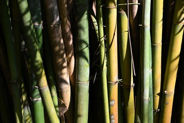 Encroaching darkness bamboo