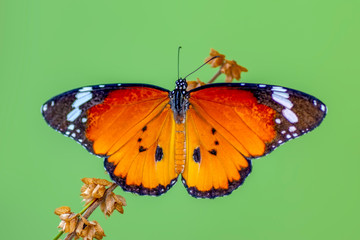 Closeup   beautiful butterfly sitting on flower