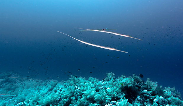 Keeltail needlefish swimming over coral reef in red sea