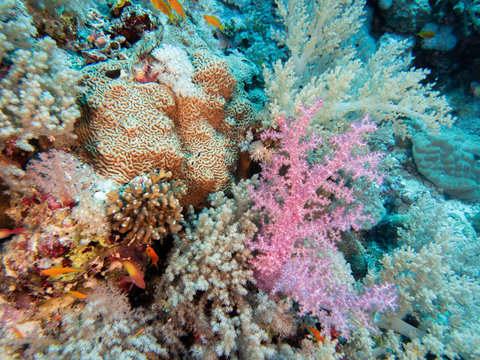 Fish swimming in colorful coral reef in red sea