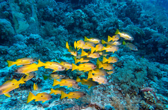 Group of blackspot snapper fish swimming in red sea
