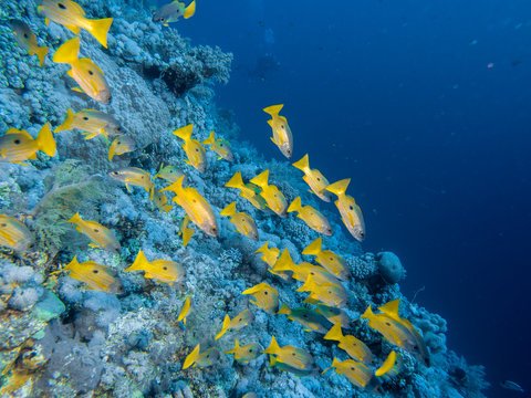 Group of blackspot snapper fish swimming in red sea