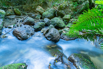 Flowing stream through New Zealand native bush
