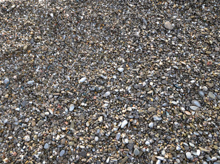 seashells and pebbles